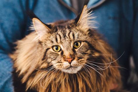 maine coon adopcion|Home 